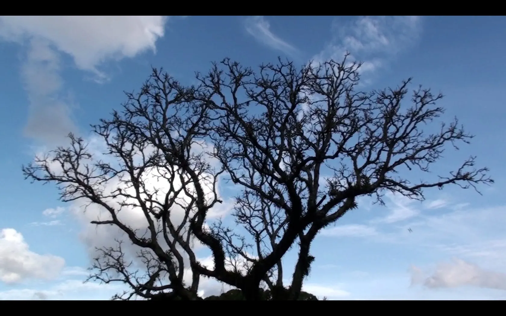 Prisma (2013): silhueta de uma árvore contra o céu azul